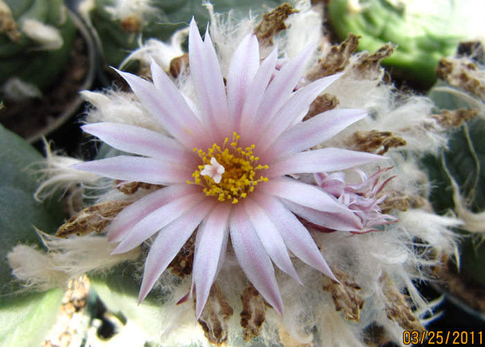 Lophophora Diffusa var. koehresii spring flower